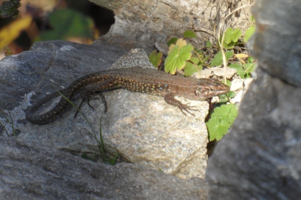 Photo Cervione - ...un autre lezard...