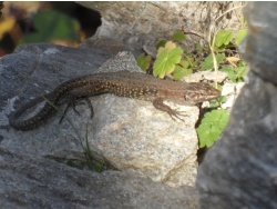 Photo faune et flore, Cervione - ...un autre lezard...