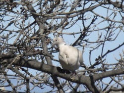 Photo faune et flore, Cervione - Une Tourterelle - citoyen de la citadelle de Bastia