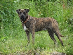 Photo faune et flore, Cervione - U Cursinu