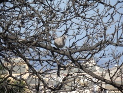 Photo faune et flore, Cervione - Tourterelle