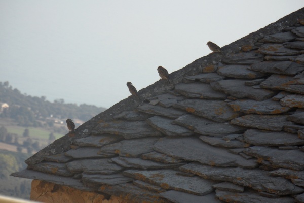 Photo Cervione - Des moineaux sur le toit d'ardoise