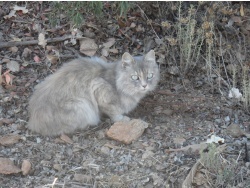 Photo faune et flore, Cervione - Un chat... à moitié sauvage