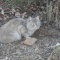 Photo Cervione - Un chat... à moitié sauvage