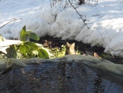 Photo faune et flore, Cervione - Un chat beaucoup...trop discret, caché derrière à retenou de l'eau