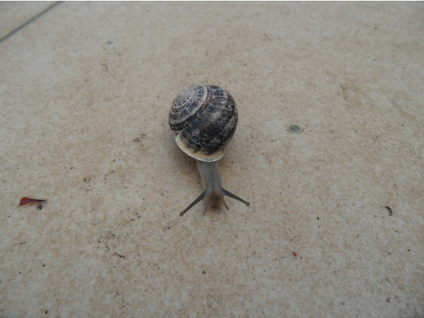 Photo Cervione - L'escargot