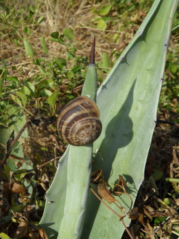 Photo Cervione - ...un autre escargot....