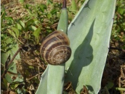 Photo faune et flore, Cervione - ...un autre escargot....