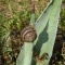 Photo Cervione - ...un autre escargot....