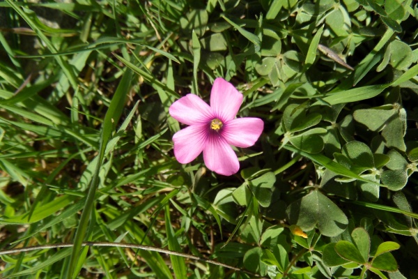 Photo Cervione - Une petite jolie fleure de mars...