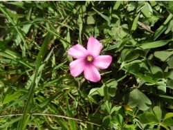 Photo faune et flore, Cervione - Une petite jolie fleure de mars...