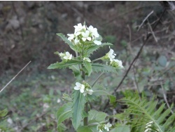 Photo faune et flore, Cervione - ...et une autre petite et jolie fleure sauvage du mars....