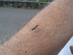 Photo faune et flore, Cervione - ...une insecte parmi des autres...