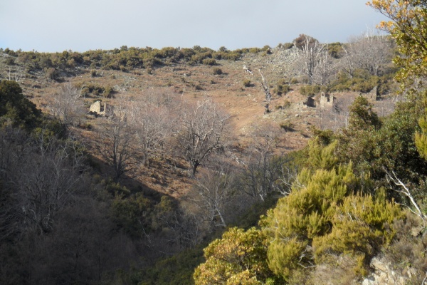 Photo Cervione - Le hameau abandonné Prunello (ou Prunellu) - vu du D71