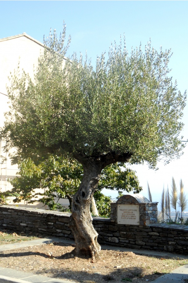 Photo Cervione - L'olivier de la  liberté, sur la D71, non loin de l'Eglise Saint Augustin
