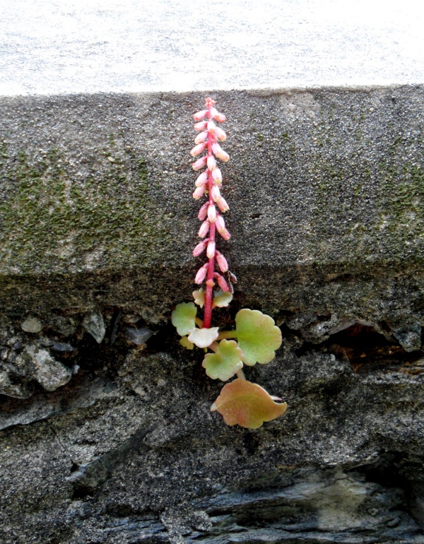 Photo Cervione - L'ombilic de rochers ou le Nombril de Venus