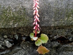 Photo faune et flore, Cervione - L'ombilic de rochers ou le Nombril de Venus