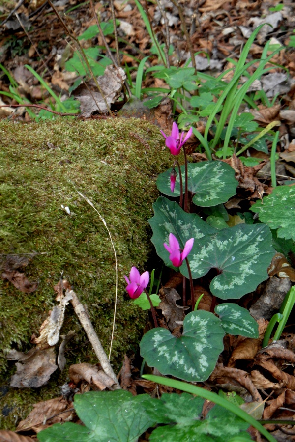 Photo Cervione - Voici quelques-unes cyclamens délicates