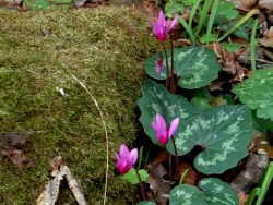 Photo faune et flore, Cervione - Voici quelques-unes cyclamens délicates