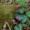 Voici quelques-unes cyclamens délicates