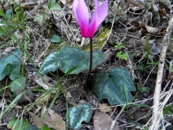 Photo faune et flore, Cervione - Toujours des délicates cyclamens