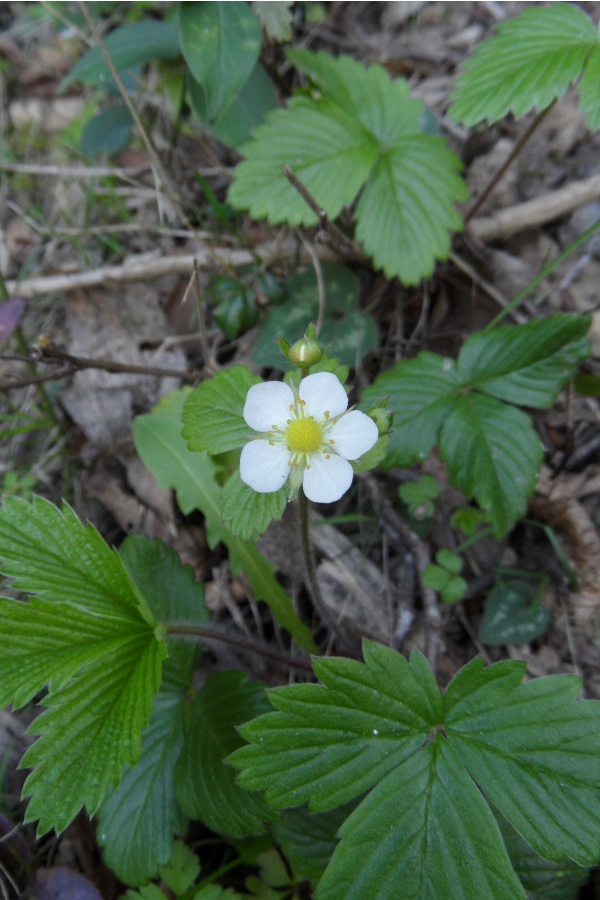Photo Cervione - ...autres fleurs de printemps ....