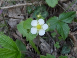 Photo faune et flore, Cervione - ...autres fleurs de printemps ....