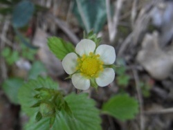 Photo faune et flore, Cervione - autres fleurs de printemps -la fleur de frais