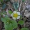 Photo Cervione - autres fleurs de printemps -la fleur de frais