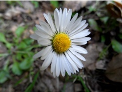 Photo faune et flore, Cervione - autres fleurs de printemps -les paquerettes