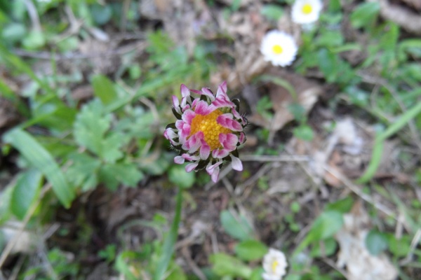 Photo Cervione - autres fleurs de printemps -les paquerettes