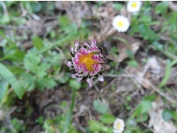 Photo faune et flore, Cervione - autres fleurs de printemps -les paquerettes