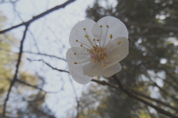 Photo Cervione - La fleur d'abricotier