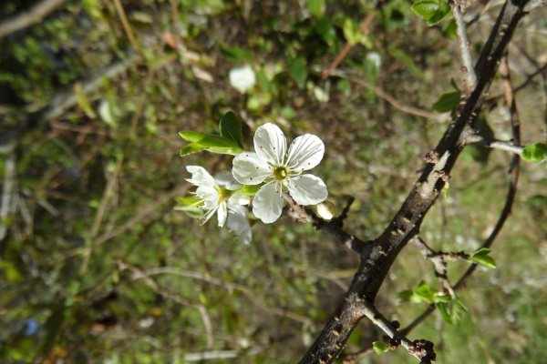 Photo Cervione - La fleur de prunier
