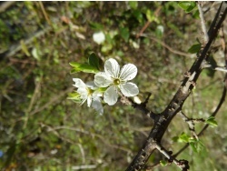 Photo faune et flore, Cervione - La fleur de prunier