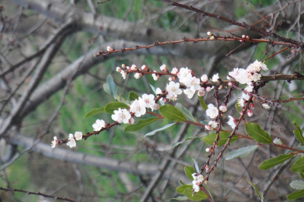 Photo Cervione - La fleur de cerisier