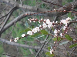 Photo faune et flore, Cervione - La fleur de cerisier