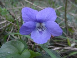 Photo faune et flore, Cervione - ....une violette parmi des miliers d'autres...