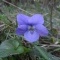 Photo Cervione - ....une violette parmi des miliers d'autres...