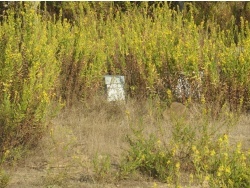 Photo paysage et monuments, Cervione - Des ruches entre les fleurs de pecita (fleurs d'inule visqueuse)