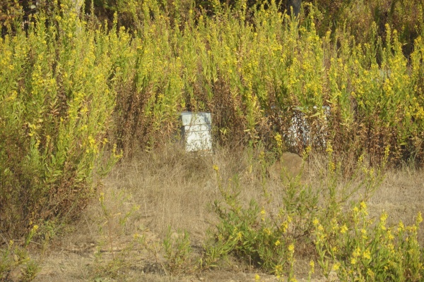 Photo Cervione - Les fleurs de pecita cachent quelques ruches....