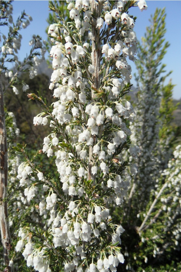 Photo Cervione - La Bruyère fleur(1)