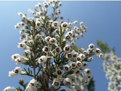 Photo faune et flore, Cervione - La Bruyère en fleur(2)