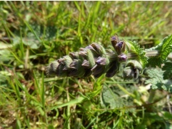 Photo faune et flore, Cervione - Une fleur sauvage de mars...(1)