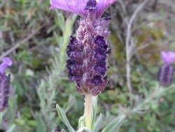 Photo faune et flore, Cervione - La lavande en mars....