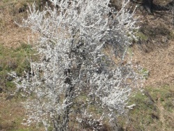 Photo faune et flore, Cervione - L'amandier en fleur