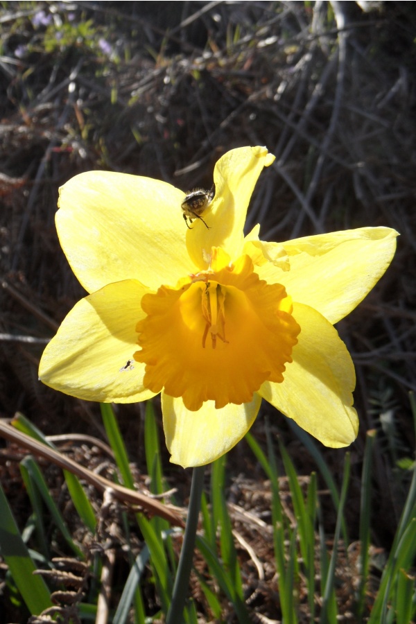 Photo Cervione - voici une jonquille jaune vivant en harmonie avec une... insecte