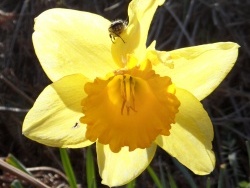 Photo faune et flore, Cervione - voici une jonquille jaune vivant en harmonie avec une... insecte