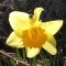 Photo Cervione - voici une jonquille jaune vivant en harmonie avec une... insecte