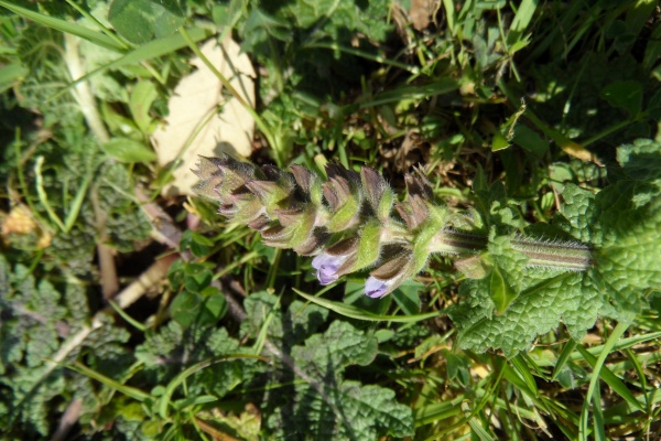 Photo Cervione - Une fleur sauvage de mars...(2)
